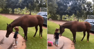 Cavalo ouve garotinha chorar e se aproxima para lhe dá apoio