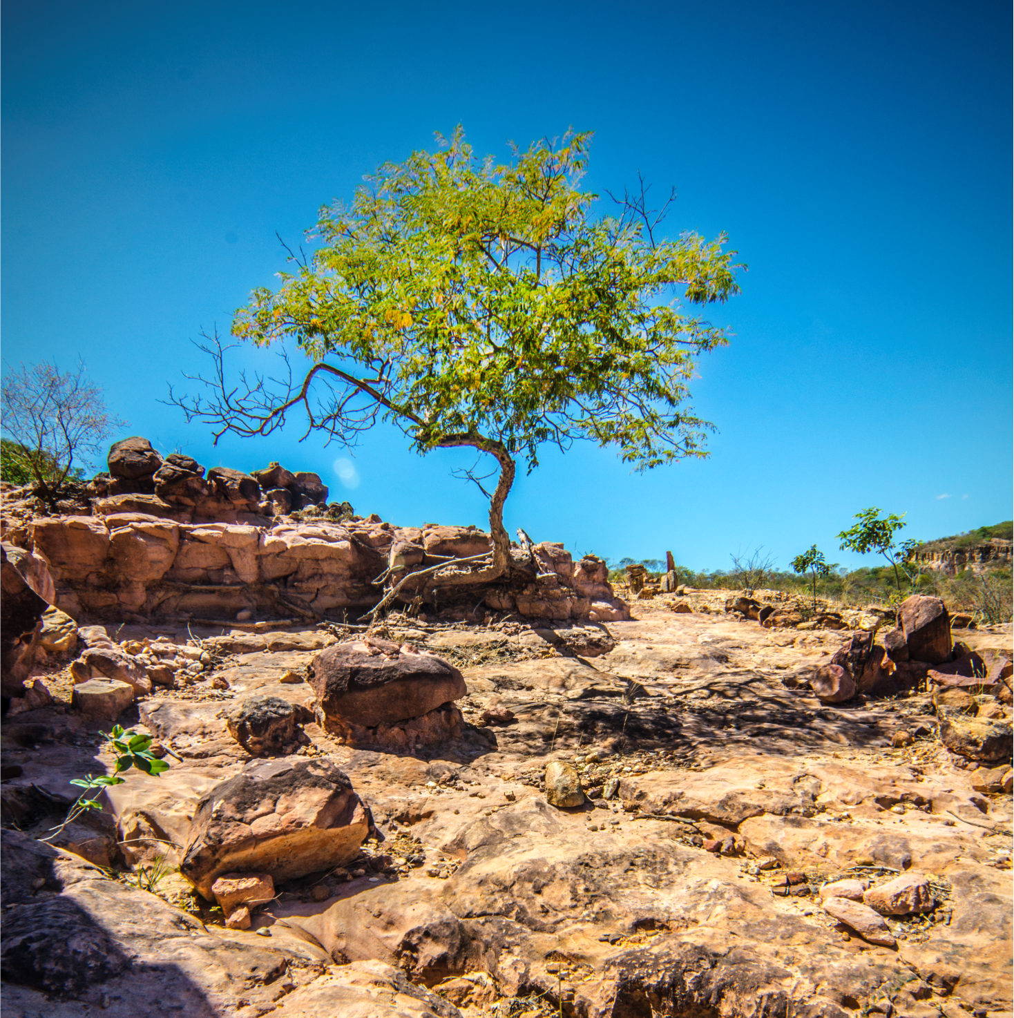 Chapada do Araripe (CE): o destino ideal para uma viagem inesquecível (Imagens: Reprodução/ Geoparque)