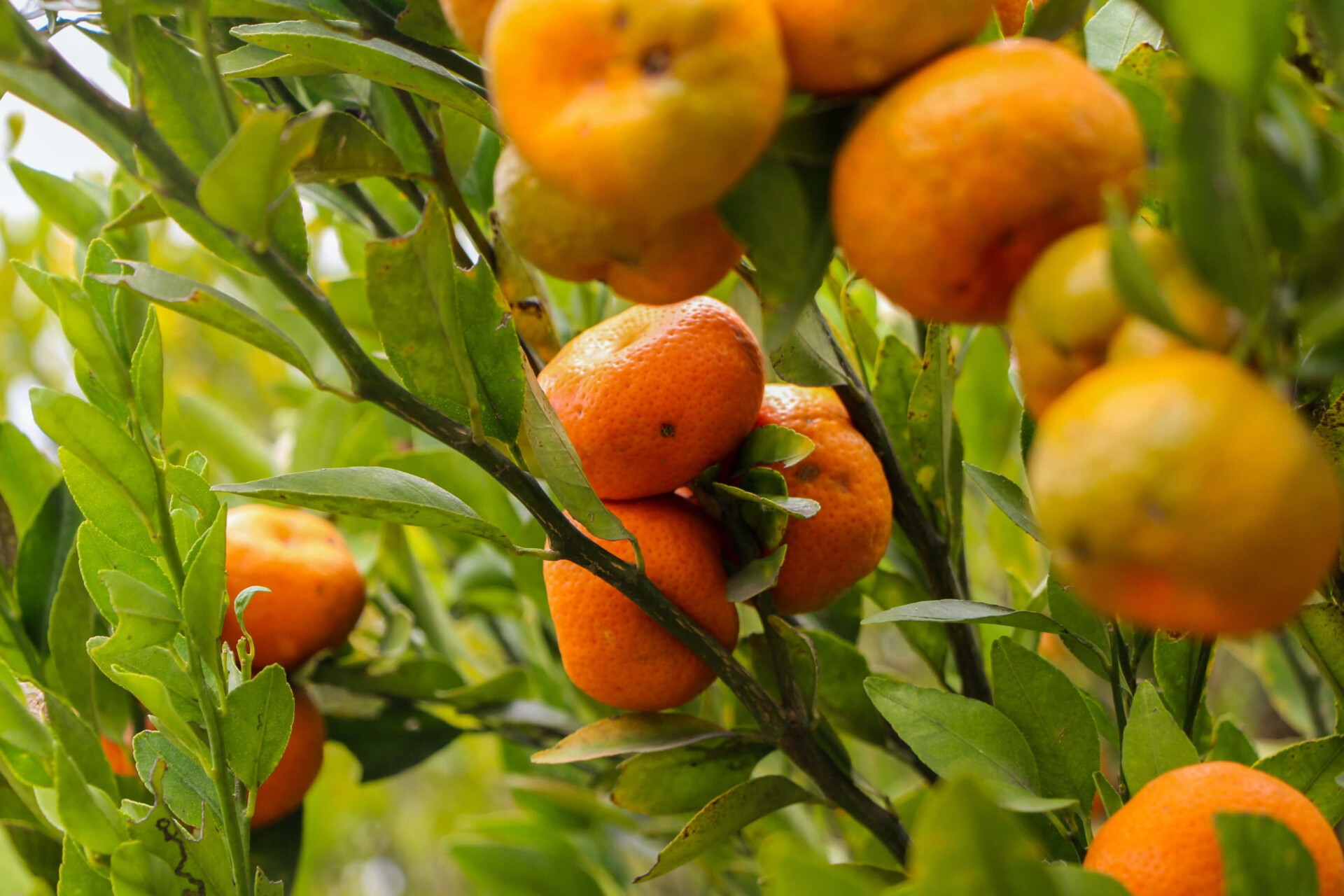 chá de folha de laranja