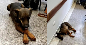 Cachorro contratado como fiscal dorme durante prova e faz a alegria da web