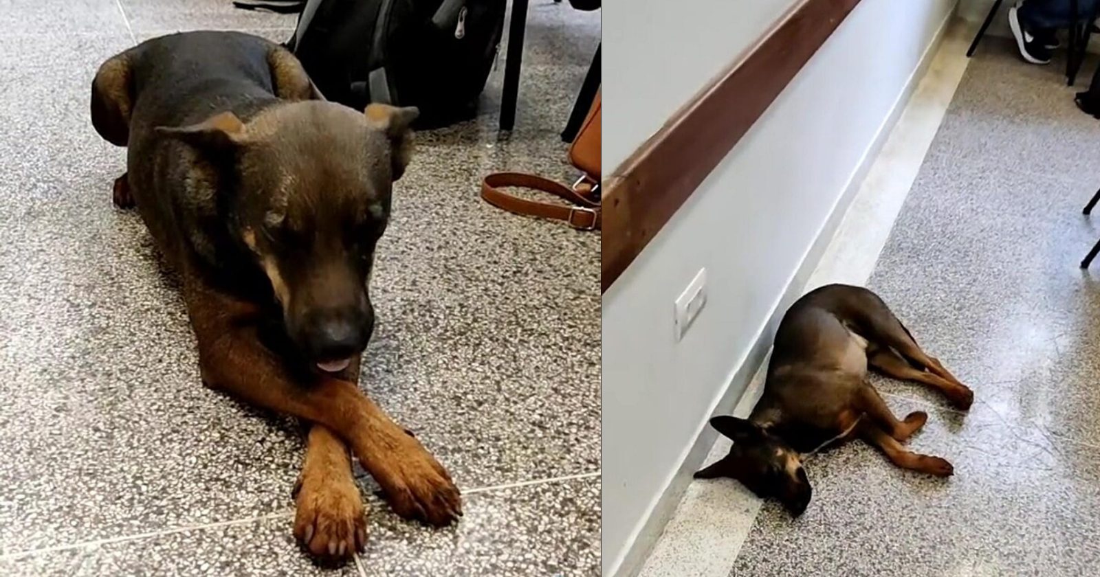 Cachorro contratado como fiscal dorme durante prova e faz a alegria da web