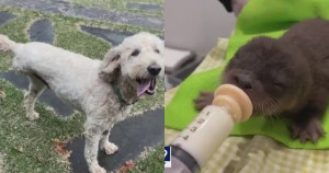 Cachorro com três patinhas e com câncer entra em rio e resgata filhote de lontra