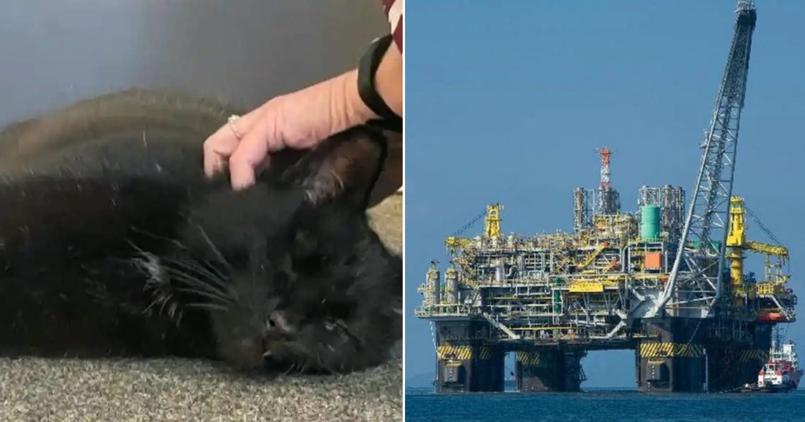 Gatinho que estava há 5 anos desaparecido é encontrado em lugar inusitado: plataforma de petróleo