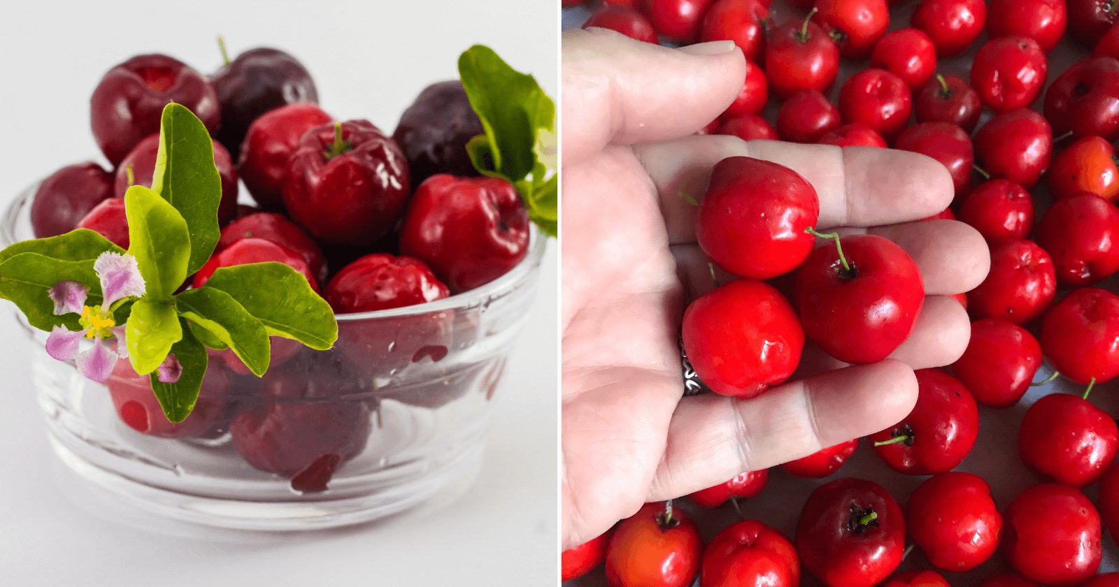 15 benefícios da acerola que te farão ficar viciado nesse suco; sua saúde agradece