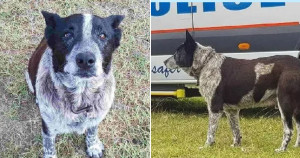 Doguinho idoso e quase cego salva vida de menina que estava desaparecida