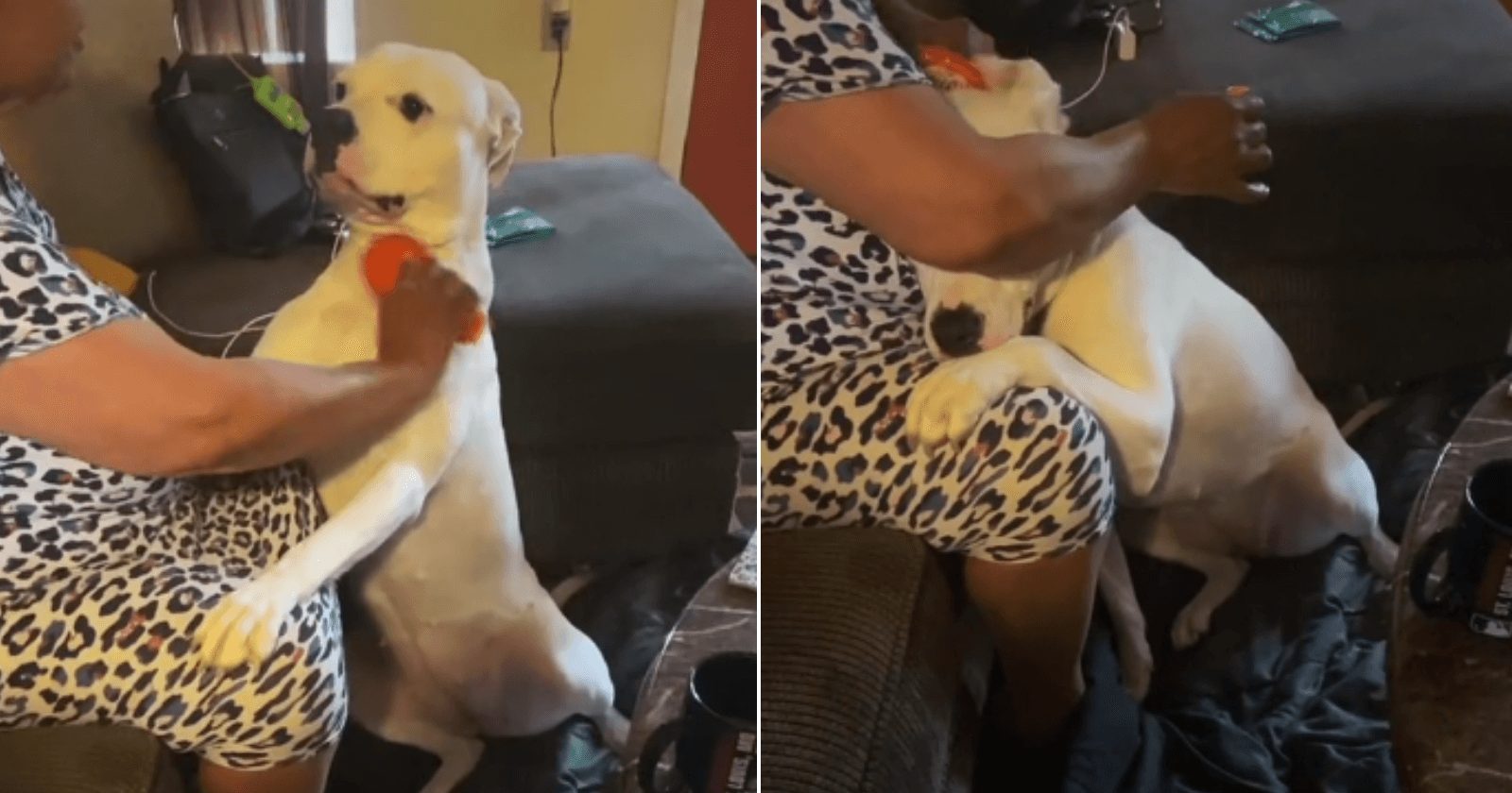 Doguinho se torna viral ao ser viciado em receber carinhos da avó