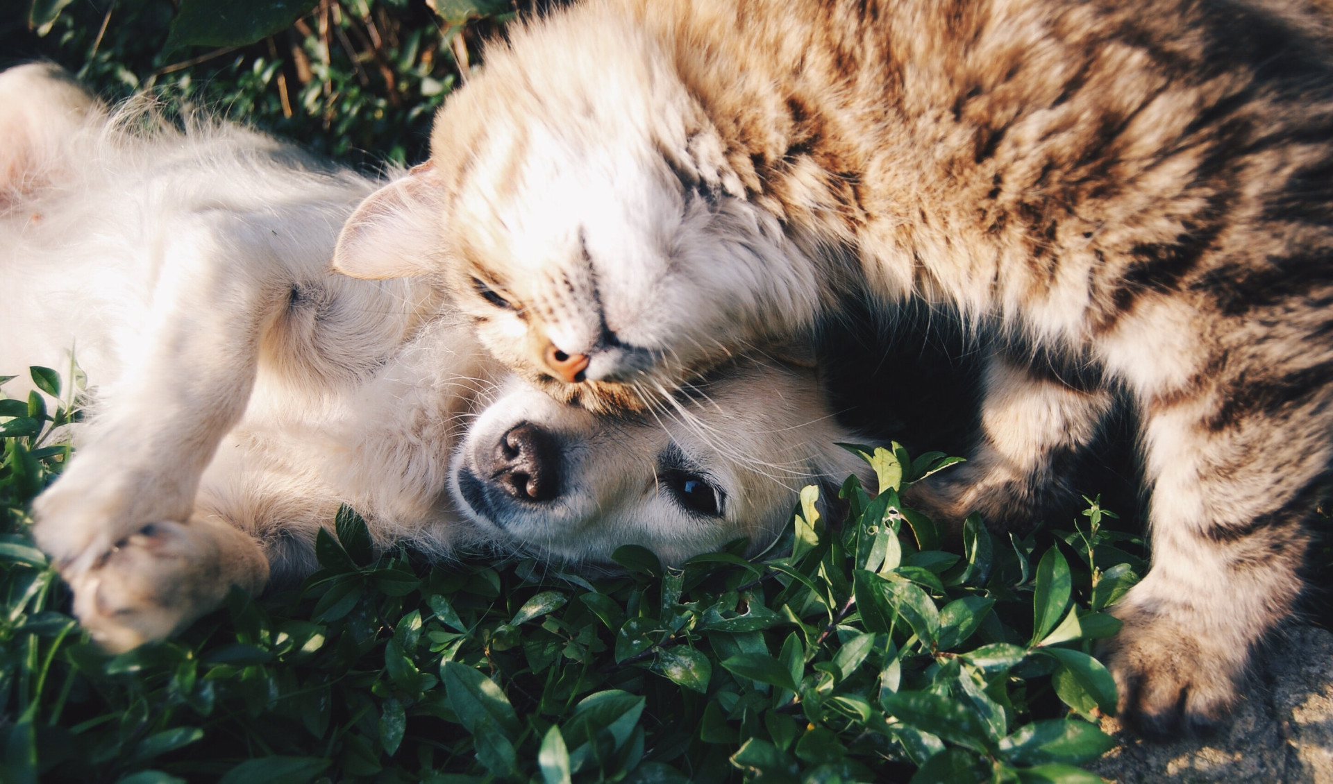 Documentos necessários para viajar com cachorro: quais são e como conseguir TODOS eles (Imagens: Unsplash)