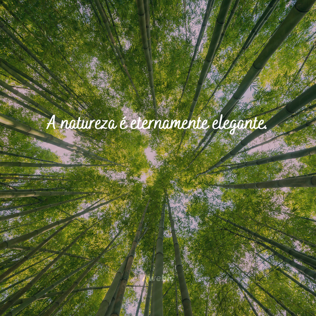 frases-de-fotos-na-natureza