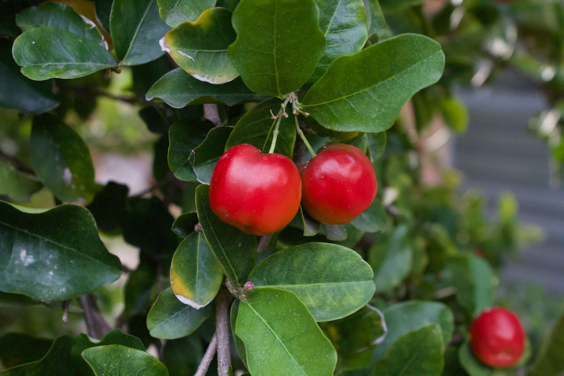 benefícios da acerola