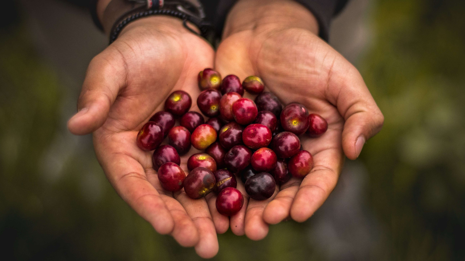 benefícios da acerola