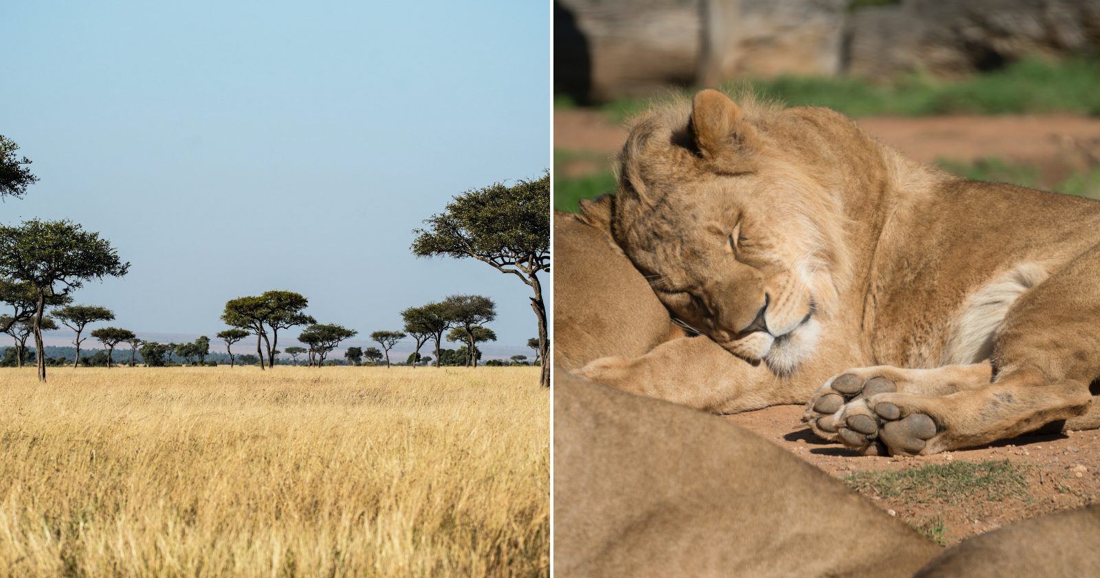 Quanto custa um safári na África? Anote os principais gastos e monte seu passeio