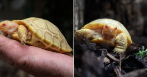 CASO RARO: tartaruga-gigante-de-Galápagos albina é a primeira em todo o mundo