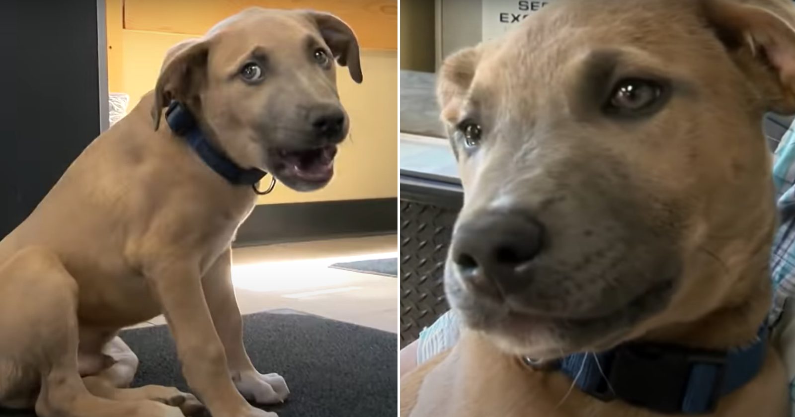 Cachorro é resgatado de dentro do lixo e adotado por mecânico