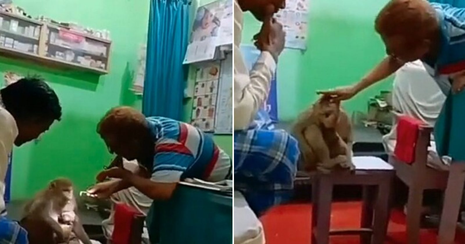 Impressionante! Macaca leva filhote ferido até consultório para serem atendidos por médico