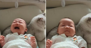 QUE FOFINHO! Gato conquista o mundo ao fazer bebê parar de chorar