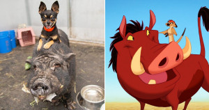 ‘Timão e Pumba’ da vida real: amizade de cão e porco ganha o coração dos internautas