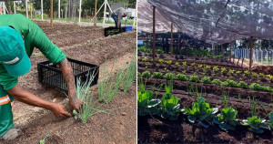 Projeto consegue produzir alimentos em horta orgânica para milhares de famílias carentes