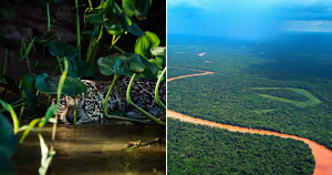 Fotógrafo mostra o ressurgimento emocionante do Pantanal após incêndio histórico