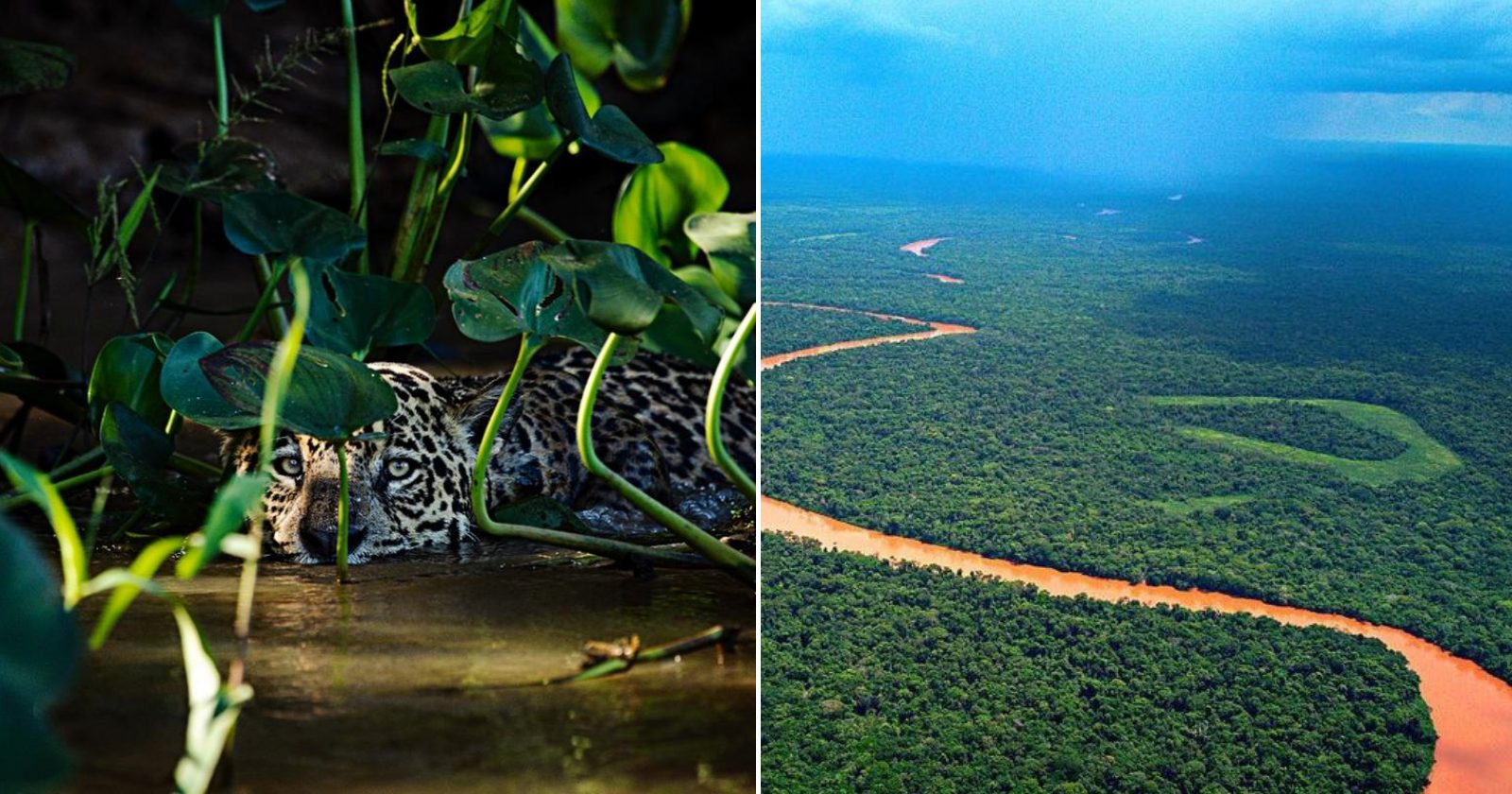 Fotógrafo mostra o ressurgimento emocionante do Pantanal após incêndio histórico