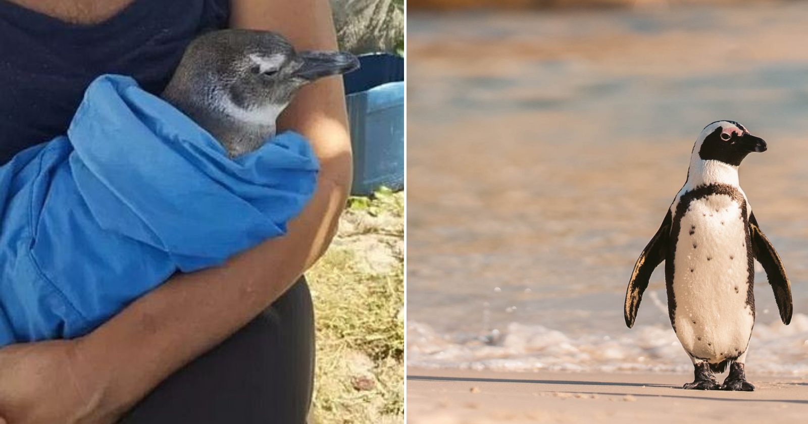 Pinguinzinho perdido em praia do Rio é resgatado e levado para tratamento