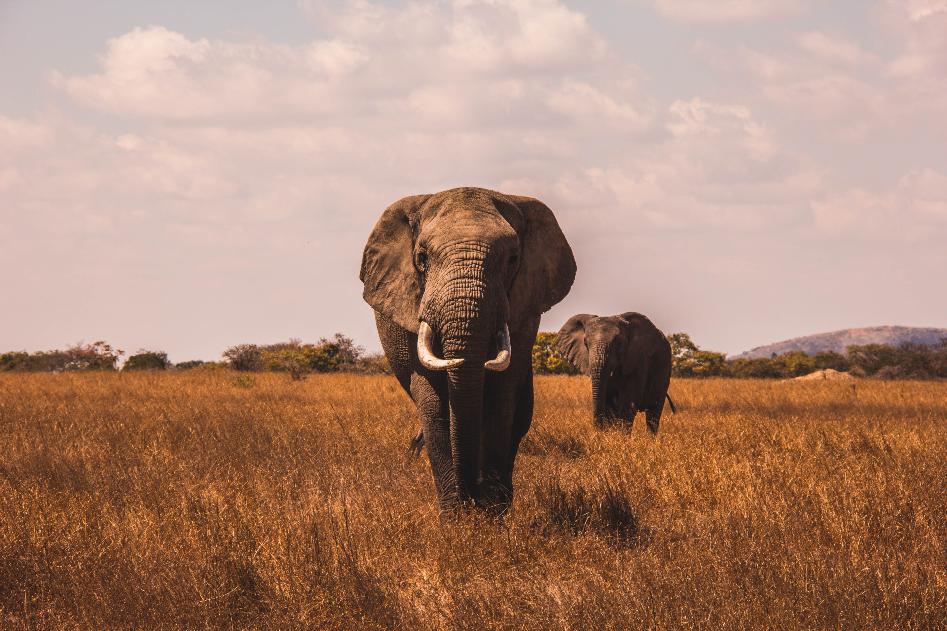 Quanto custa um safári na África? Anote os principais gastos e monte seu passeio (Imagens: Unsplash)