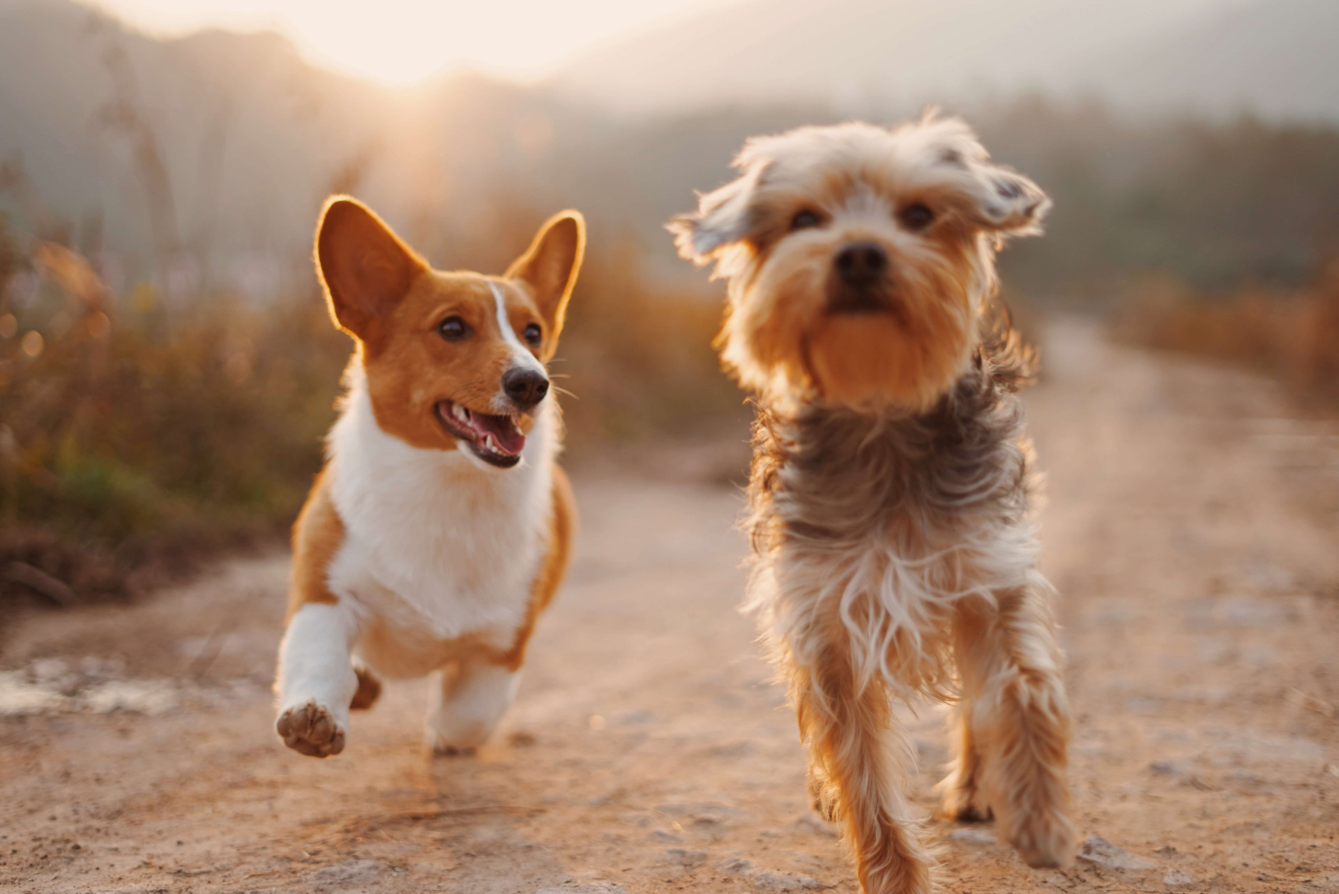 cuidados com cães idosos