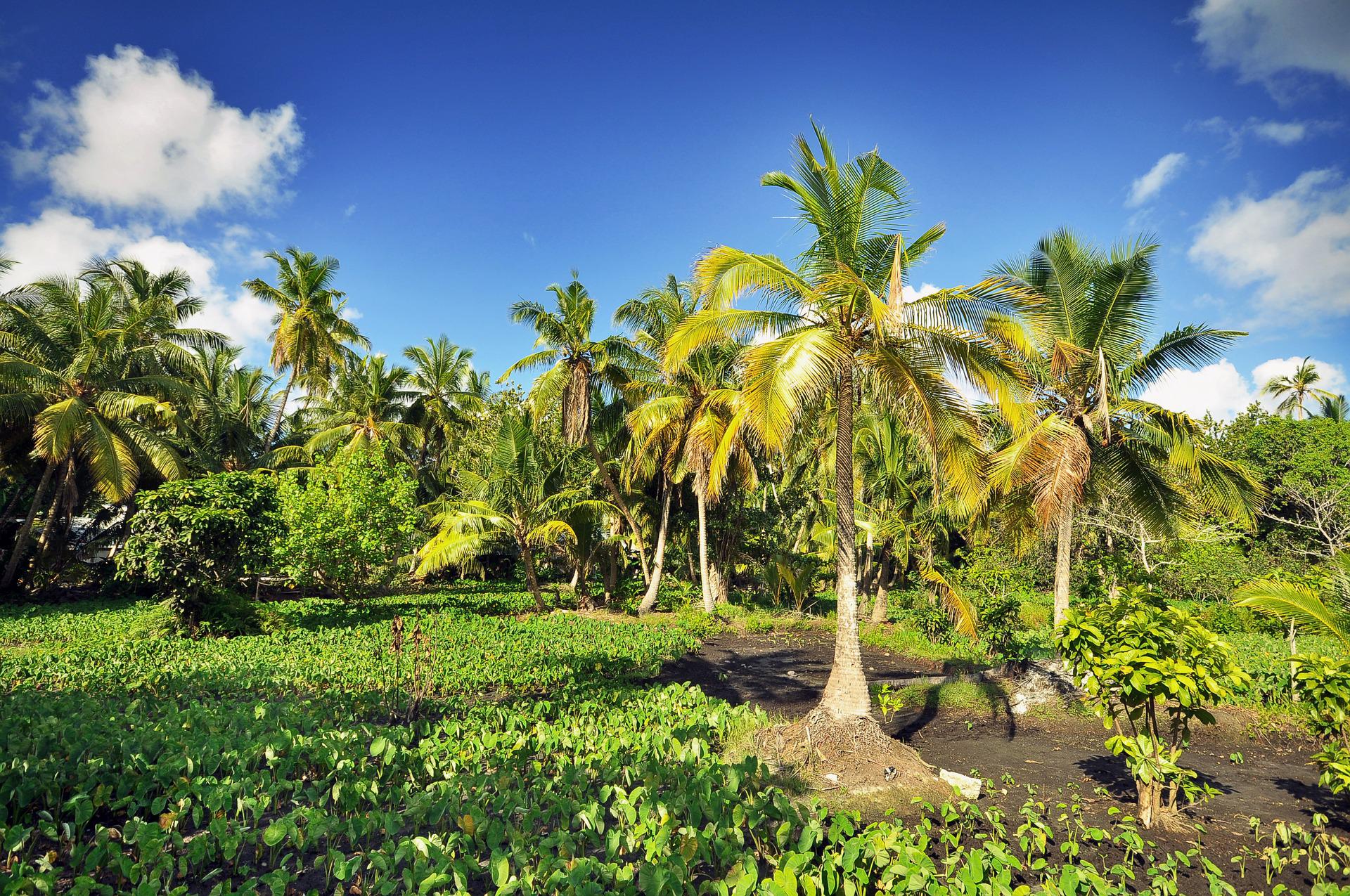 O Brasil tem um paraíso e podemos provar: fica na Ilha do Mel, Paraná; CONHEÇA! (Imagens: Pixabay)