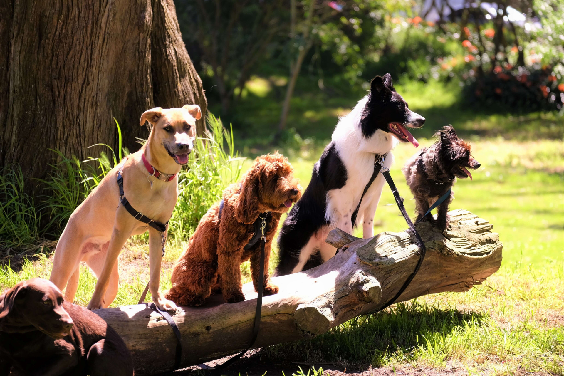 cuidados com cães idosos