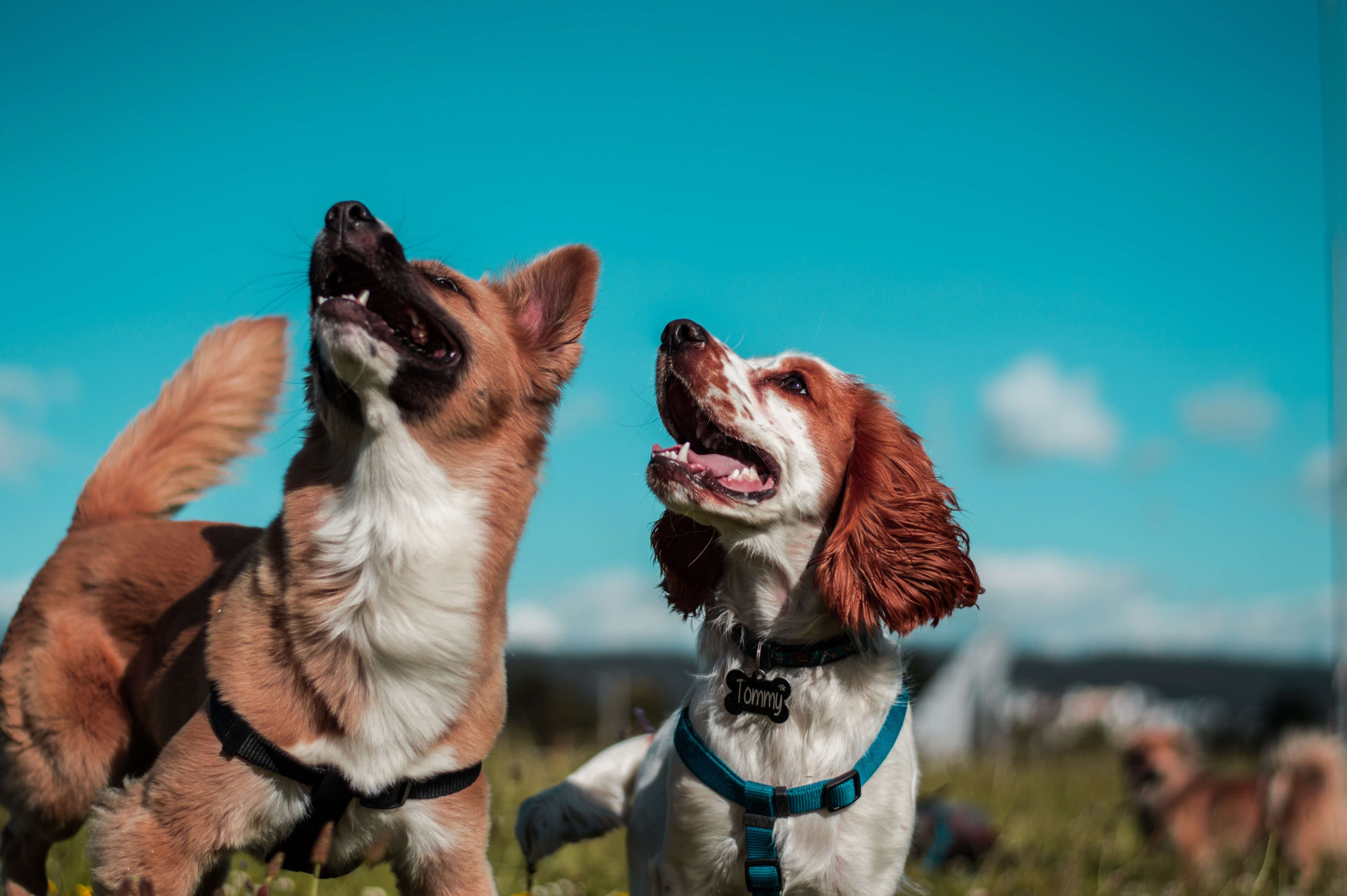 cuidados com cães idosos