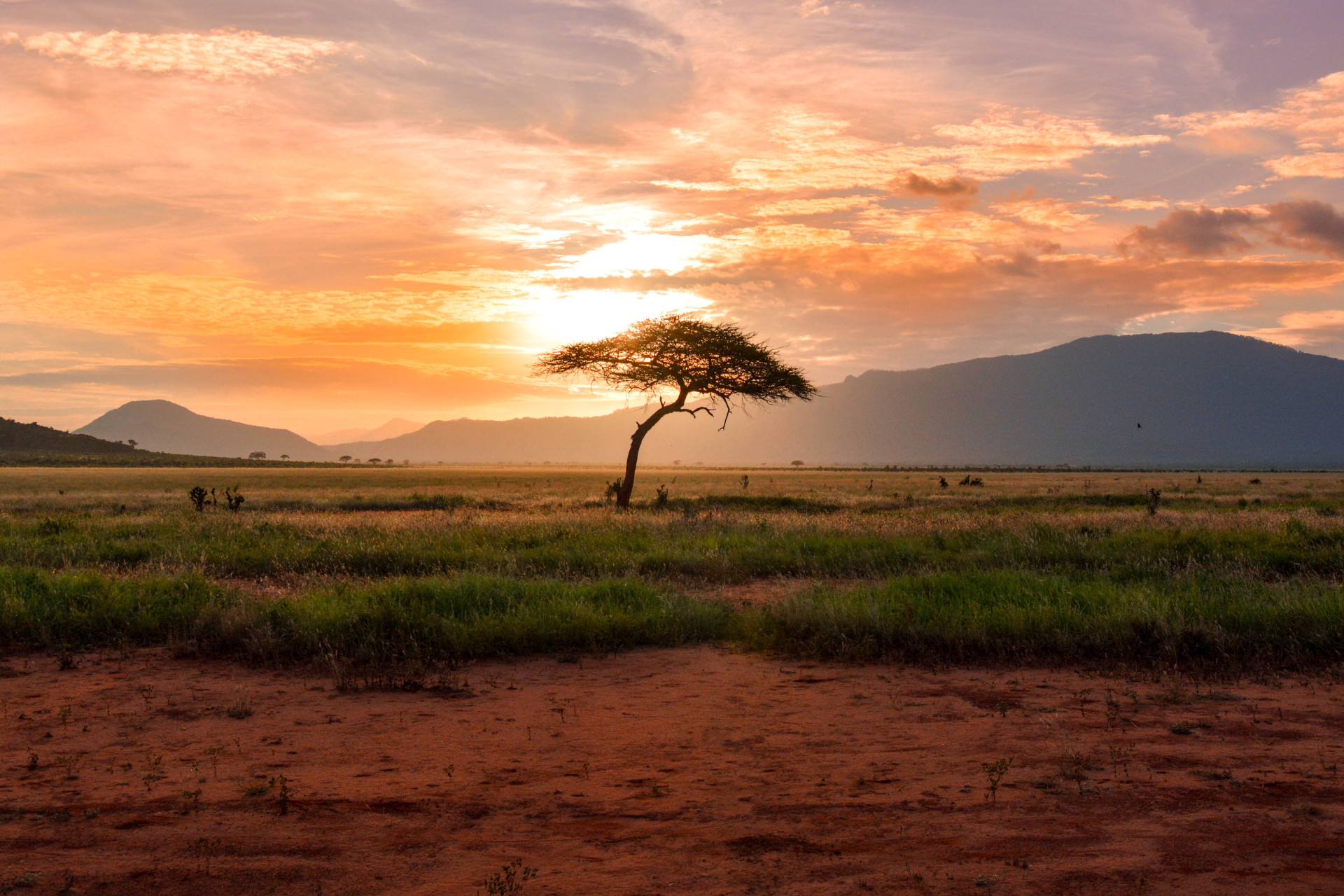 Quanto custa um safári na África? Anote os principais gastos e monte seu passeio (Imagens: Unsplash)