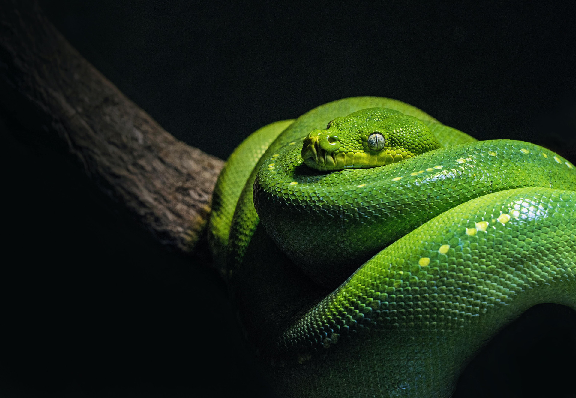 Sonhar com cobra: quais os significados e cuidados você precisa tomar URGENTE