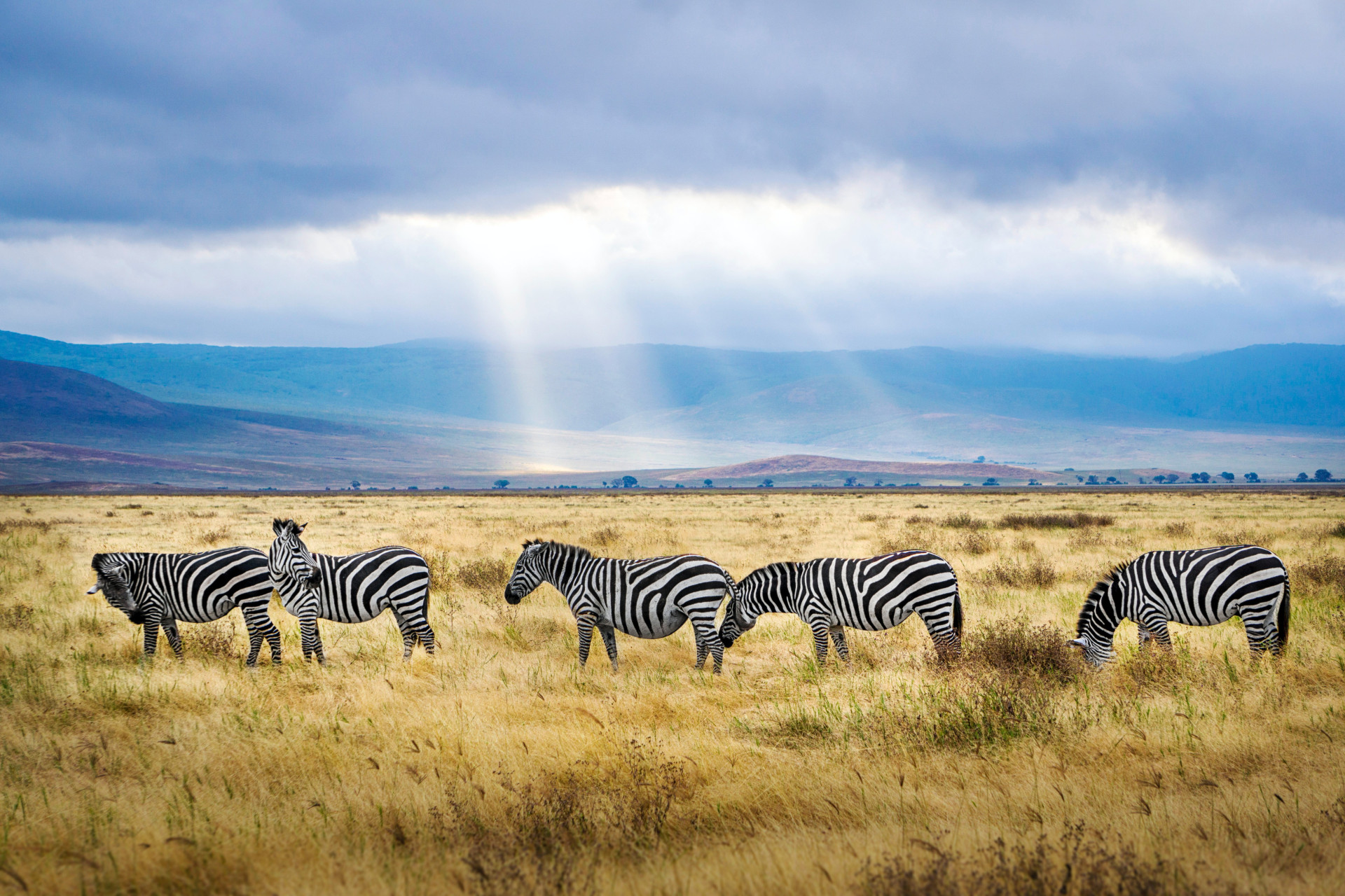 Quanto custa um safári na África? Anote os principais gastos e monte seu passeio (Imagens: Unsplash)