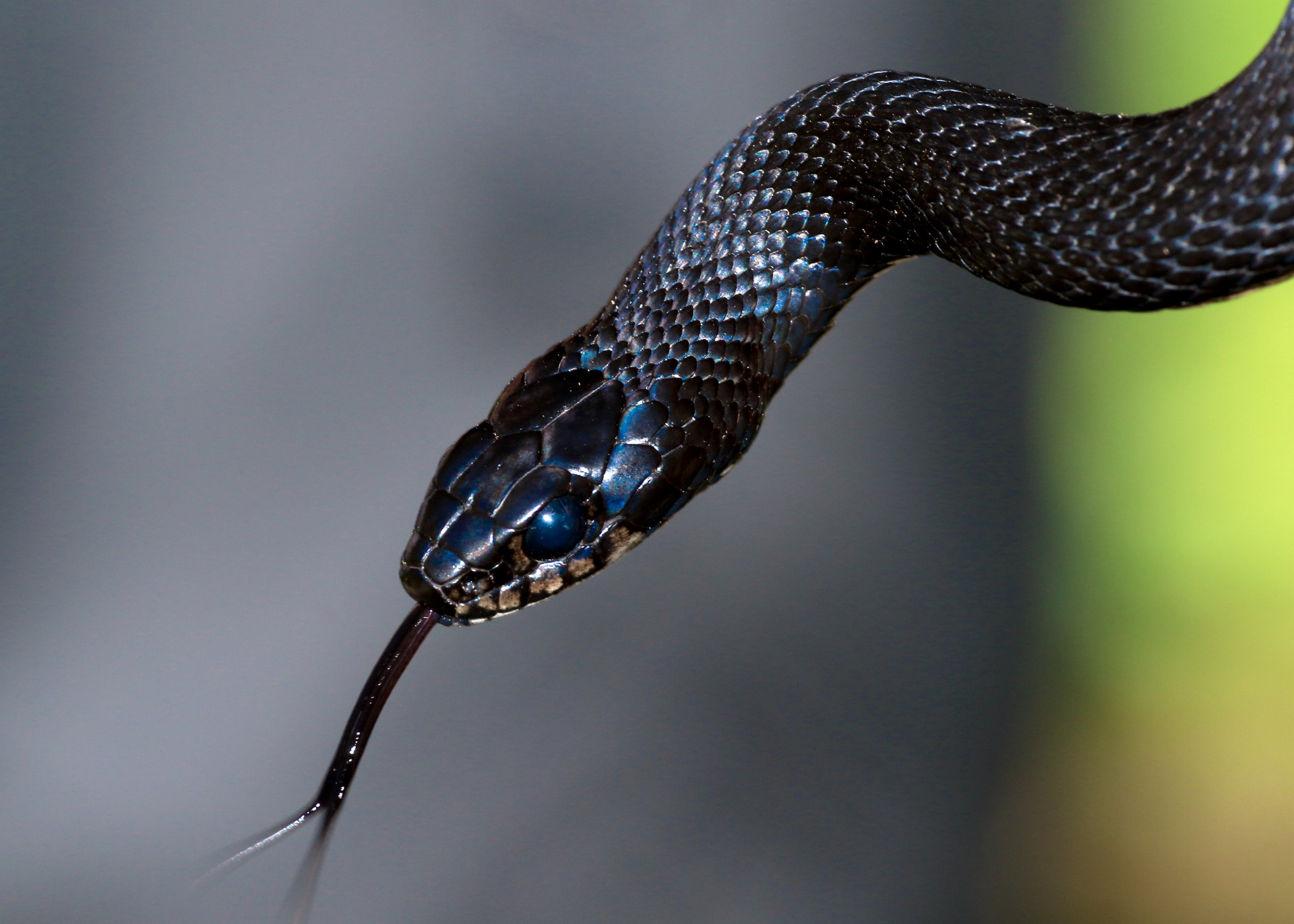 Sonhar com cobra: quais significados e cuidados você precisa tomar (Imagens: Unsplash)