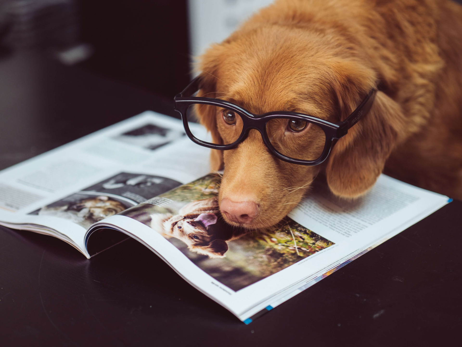 cuidados com cães idosos