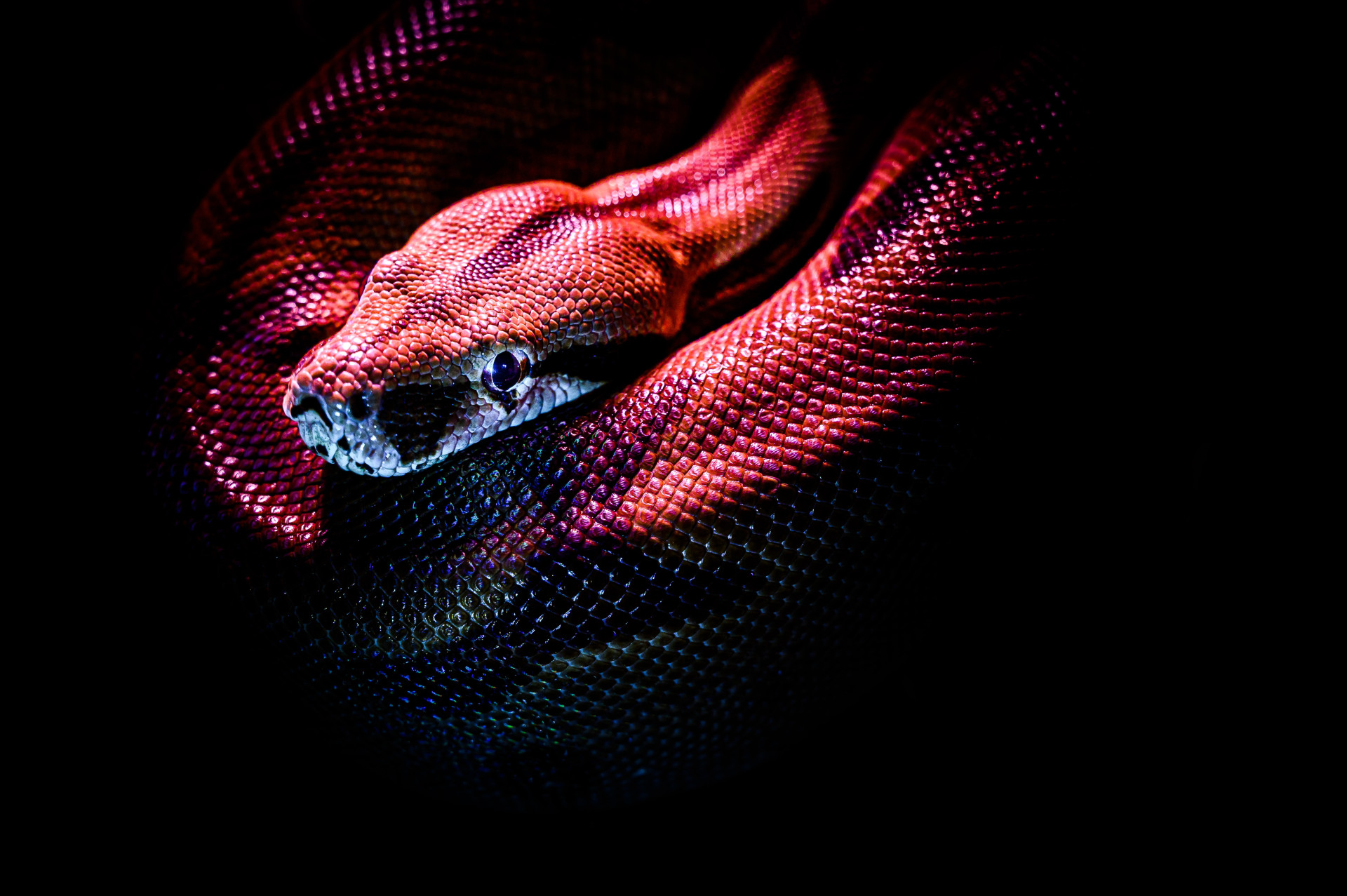 Sonhar com cobra: quais significados e cuidados você precisa tomar (Imagens: Unsplash)