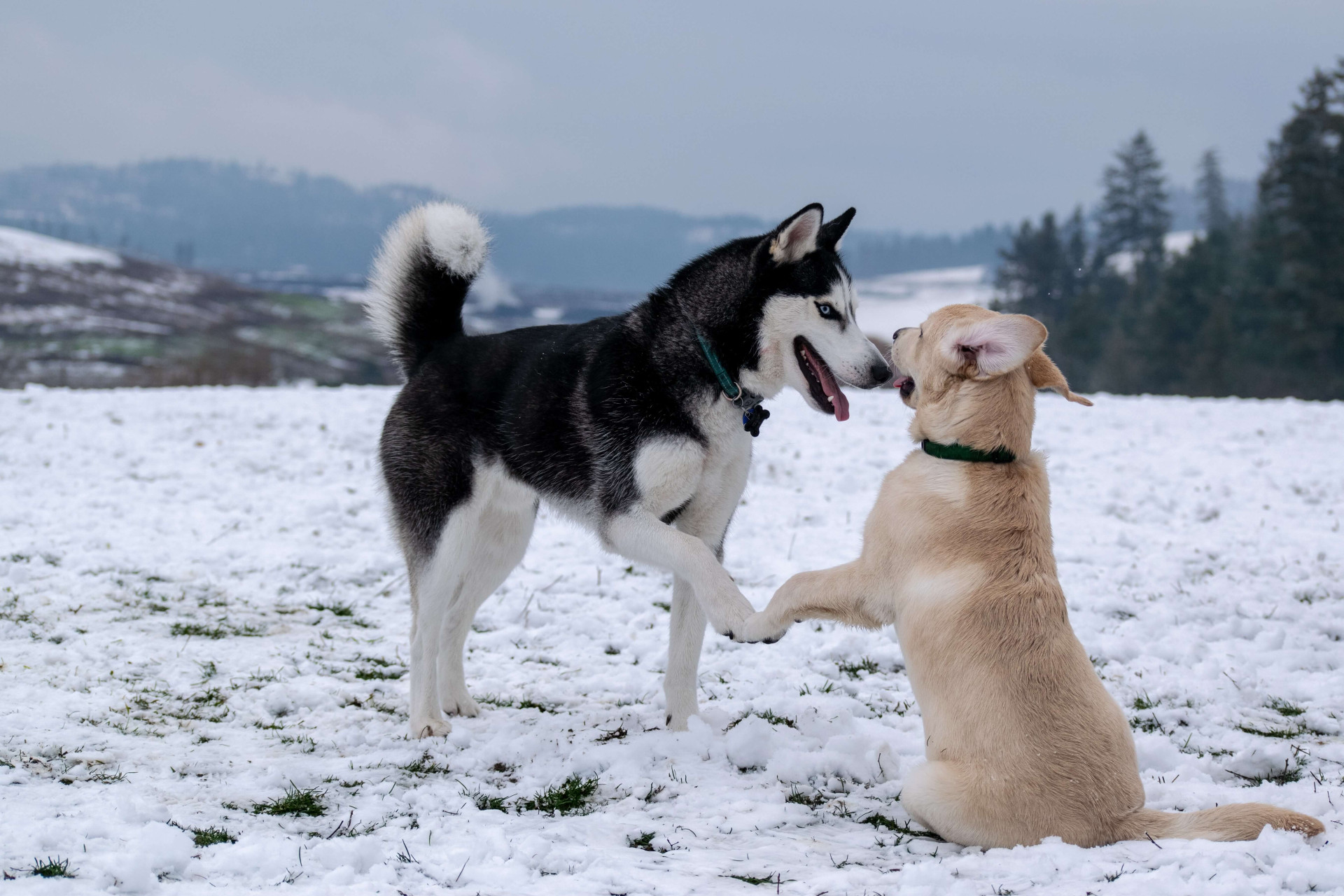 cuidados com cães idosos