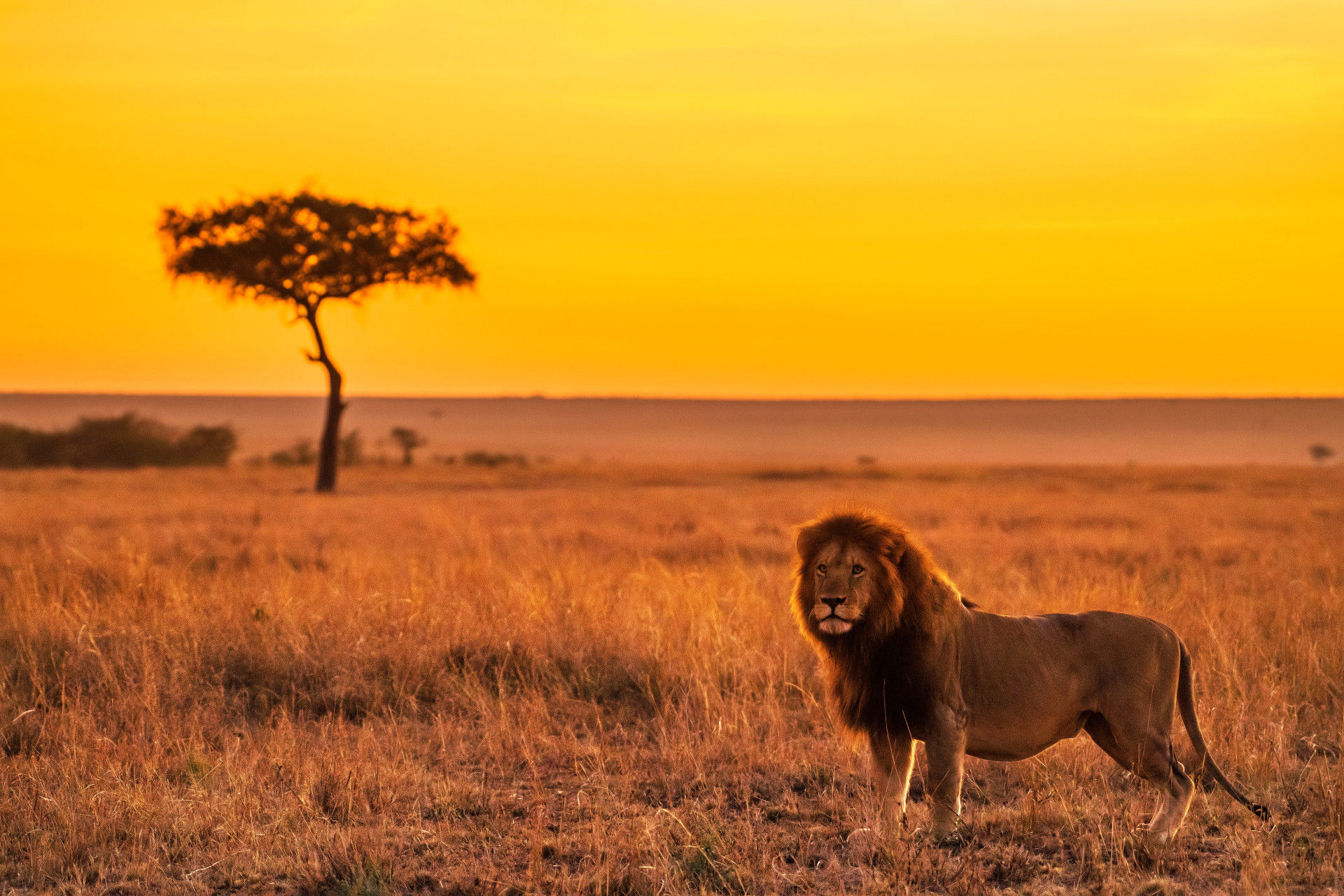 Quanto custa um safári na África? Anote os principais gastos e monte seu passeio (Imagens: Unsplash)