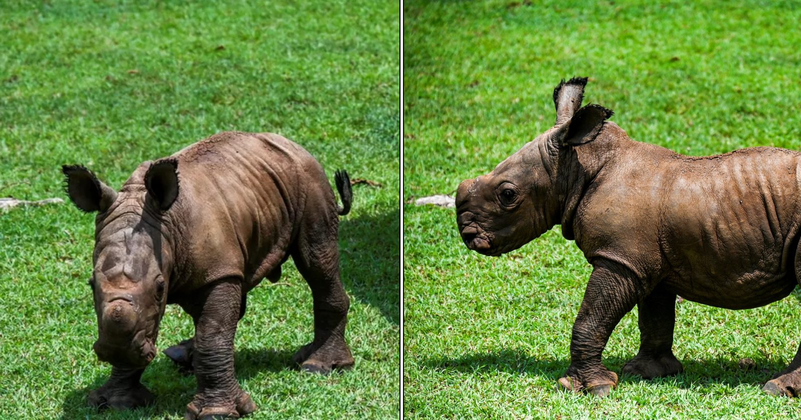 Festa no zoo: depois de 21 anos, volta a nascer um bebê de rinoceronte-branco