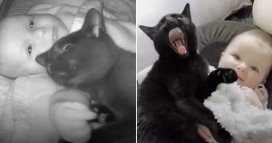 Mãe acorda de madrugada e flagra gata dormindo no berço com sua bebê