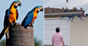 Ponto de encontro de araras em casa de Prefeito faz o maior sucesso nas redes sociais