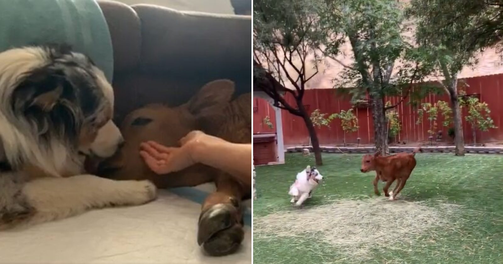 Melhores amigos, cão e boizinho mostram que o amor e carinho são para todo mundo