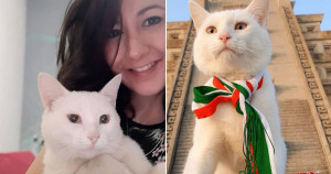 Gatinho que morava nas ruas do México hoje tem lar quentinho e é famoso nas redes sociais