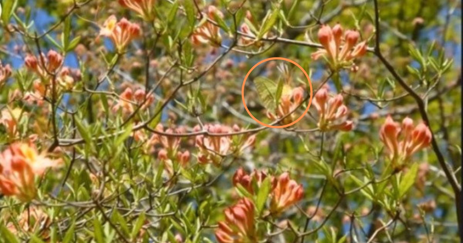 Quem consegue enxergar a borboleta em menos de 11 segundos tem uma mente brilhante