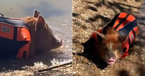 Porco com colete salva-vidas é flagrado em praia e faz sucesso na internet