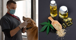 Com liminares na justiça, veterinários e tutores conseguem tratamento com cannabis medicinal para pets e o resultado é mega positivo