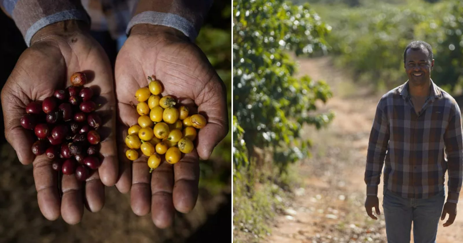 Agricultor compra a fazenda onde trabalhou com a família quando era criança e tem negócio de sucesso