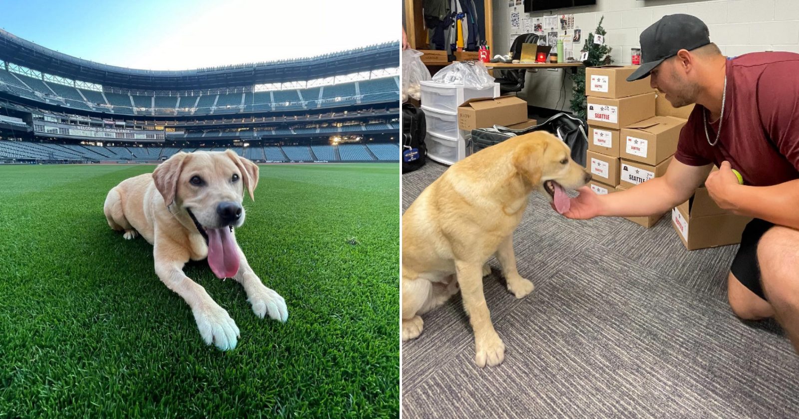 Time de baseball adota cachorrinho que seria sacrificado e ganha um novo jogador na equipe