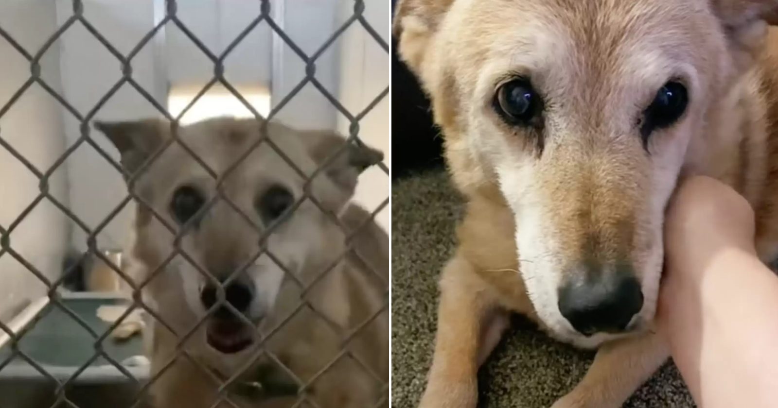 Conheça Stuart: o cachorrinho que passou mais de 10 anos no lar de adoção e hoje finalmente encontrou uma família