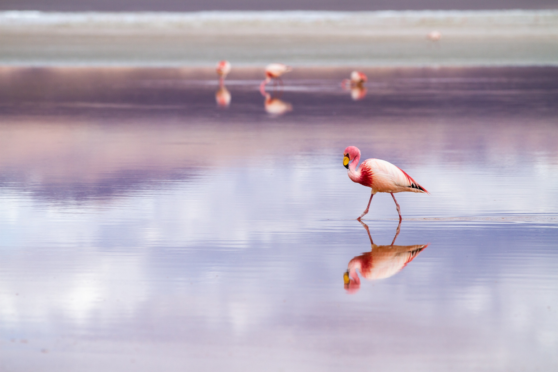 Salar de Uyuni: um deserto de sal surreal e perfeito para ser sua próxima viagem (Imagens: Unsplash)