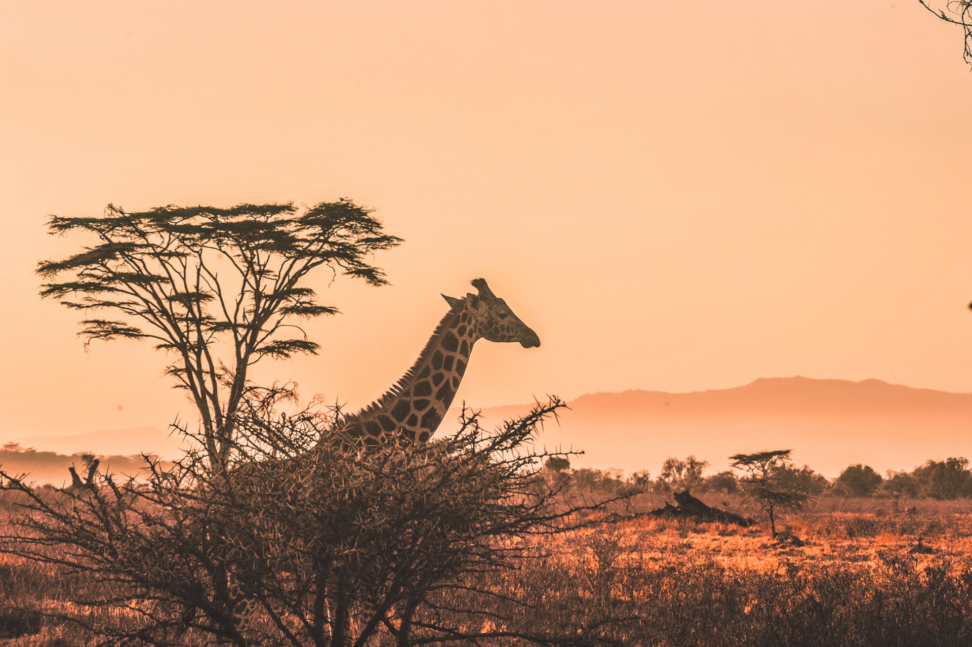 15 paradas obrigatórias para uma viagem na África ser imperdível e inesquecível; vale cada centavo (Imagens: Unsplash)